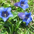 2004.07.03-10.andalo.0012.JPG