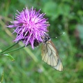 2004.07.03-10.andalo.0033.JPG