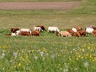 2008.05.10-11.rigi.0003