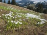 2008.05.10-11.rigi.0060