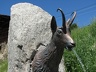 Chamois et  Lago di Lod