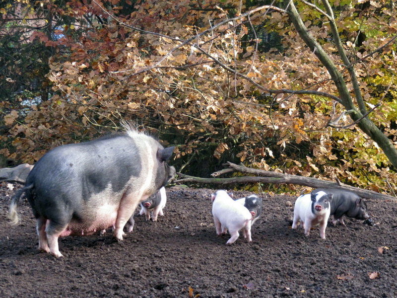 2011.11.06.wintersberg.0009.jpg