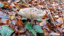 2024.11.07.stjeansaverne.0028